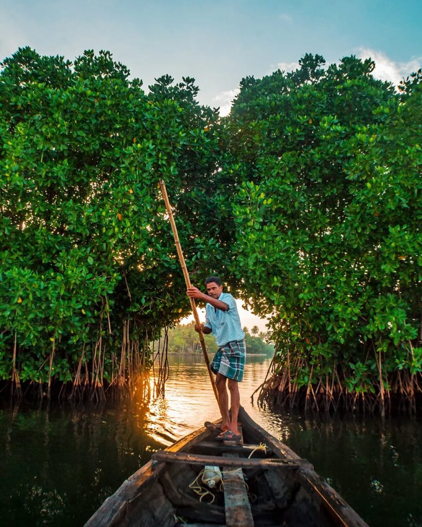 A sunrise canoe ride through the Mangroves.Picture shot from Munroe Island Kerala, India. Sudhe